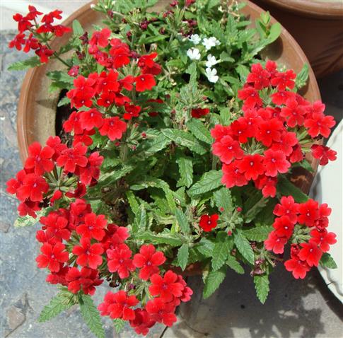 Verbena hybrida